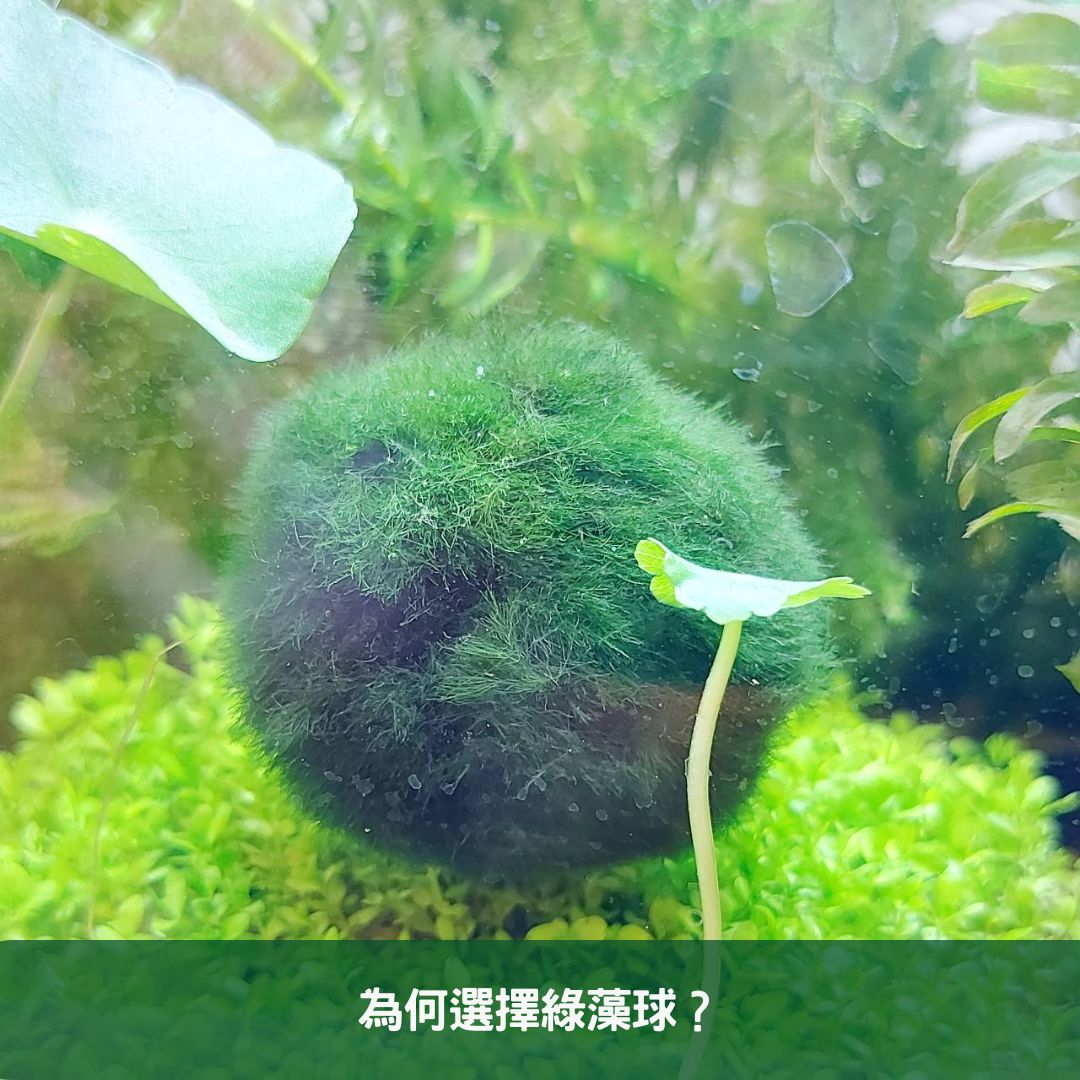 為何選擇綠藻球？
