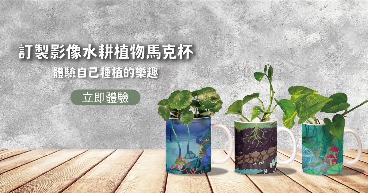 水耕盆栽 療癒感十足的綠色生活