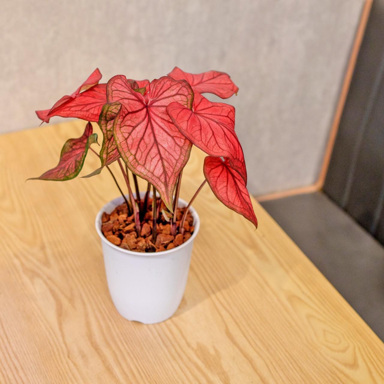 沙漠落日 彩葉芋 日式塑陶盆 室內植物 觀葉植物 禮物 盆栽 辦公室小物