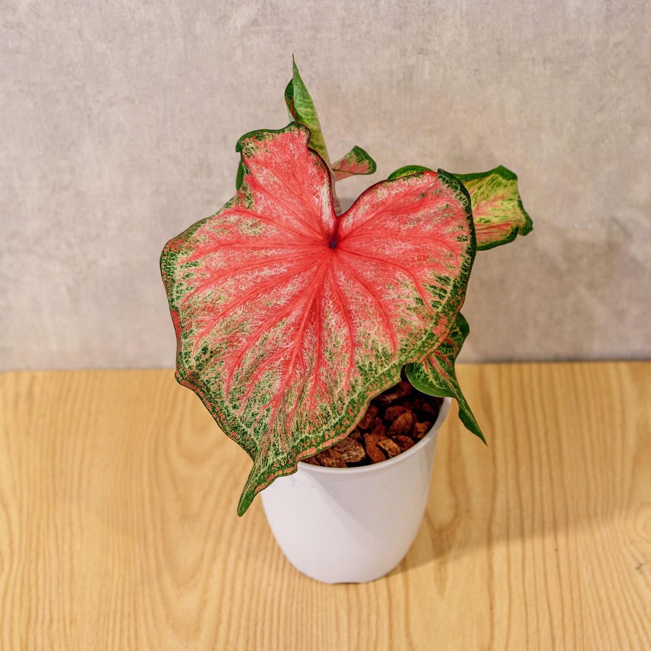 耀斑 彩葉芋 日式塑陶盆 室內植物 觀葉植物 禮物 盆栽 辦公室小物