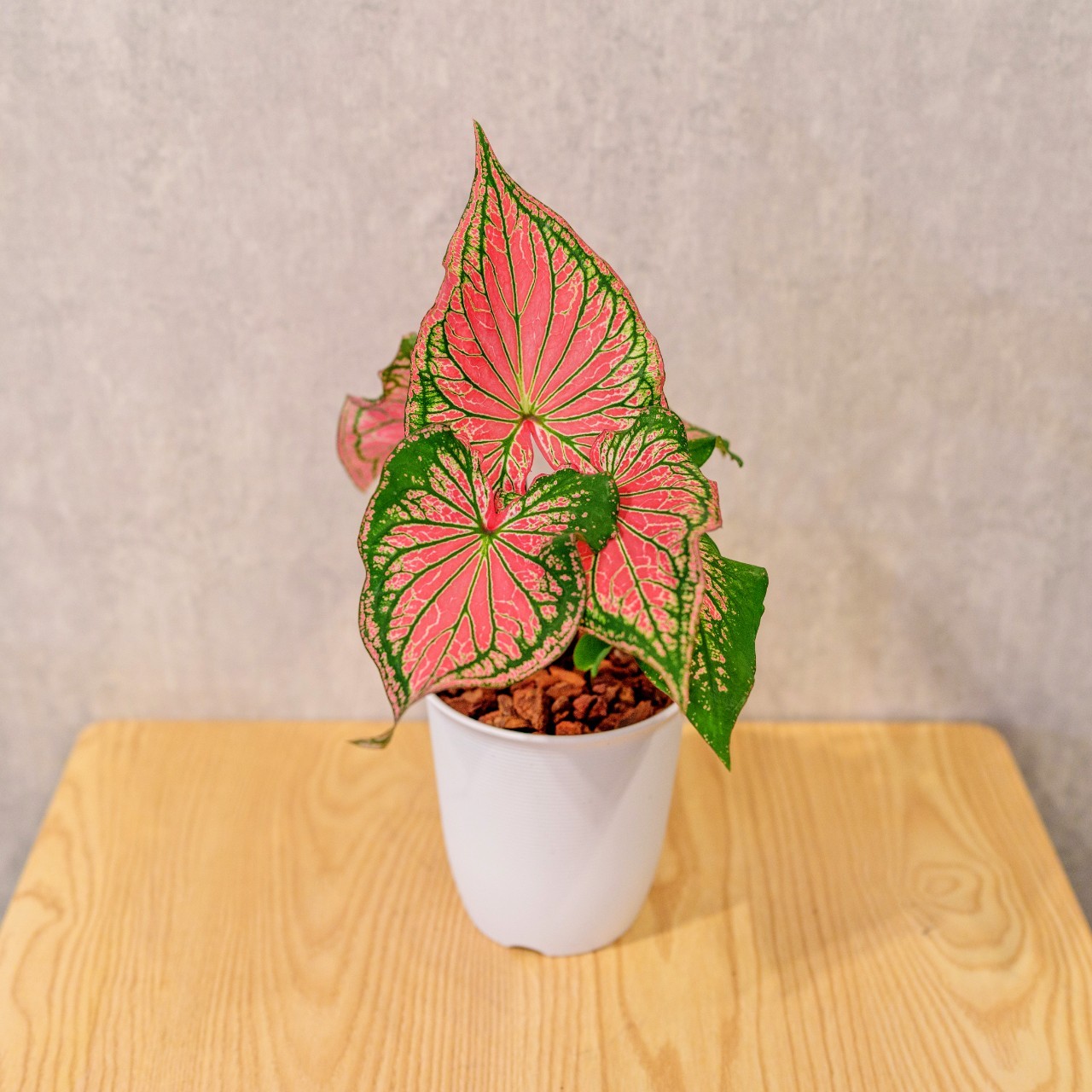 粉紅佳人 彩葉芋 日式塑陶盆 室內植物 觀葉植物 禮物 盆栽 辦公室小物