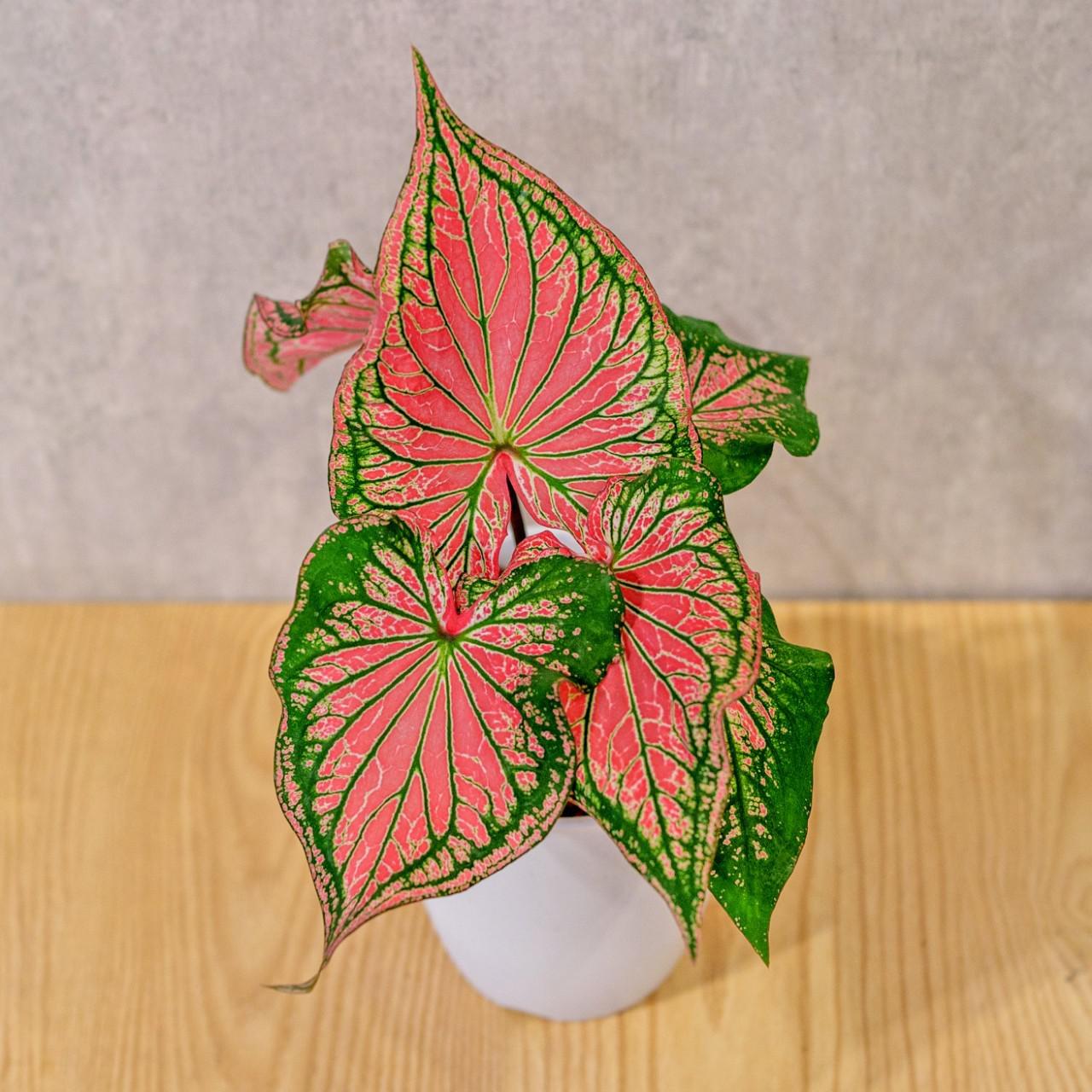 粉紅佳人 彩葉芋 日式塑陶盆 室內植物 觀葉植物 禮物 盆栽 辦公室小物