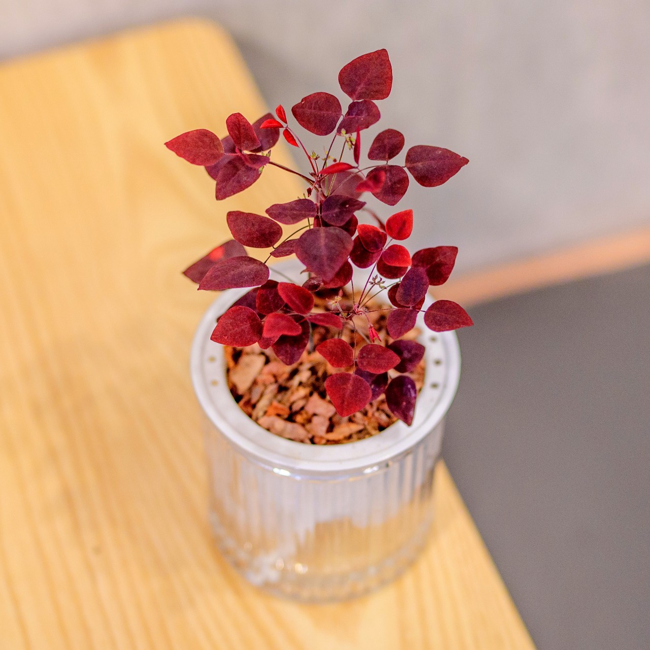 小紅楓酢漿草 免澆水盆栽 室內植物 觀葉植物 禮物 辦公室小物