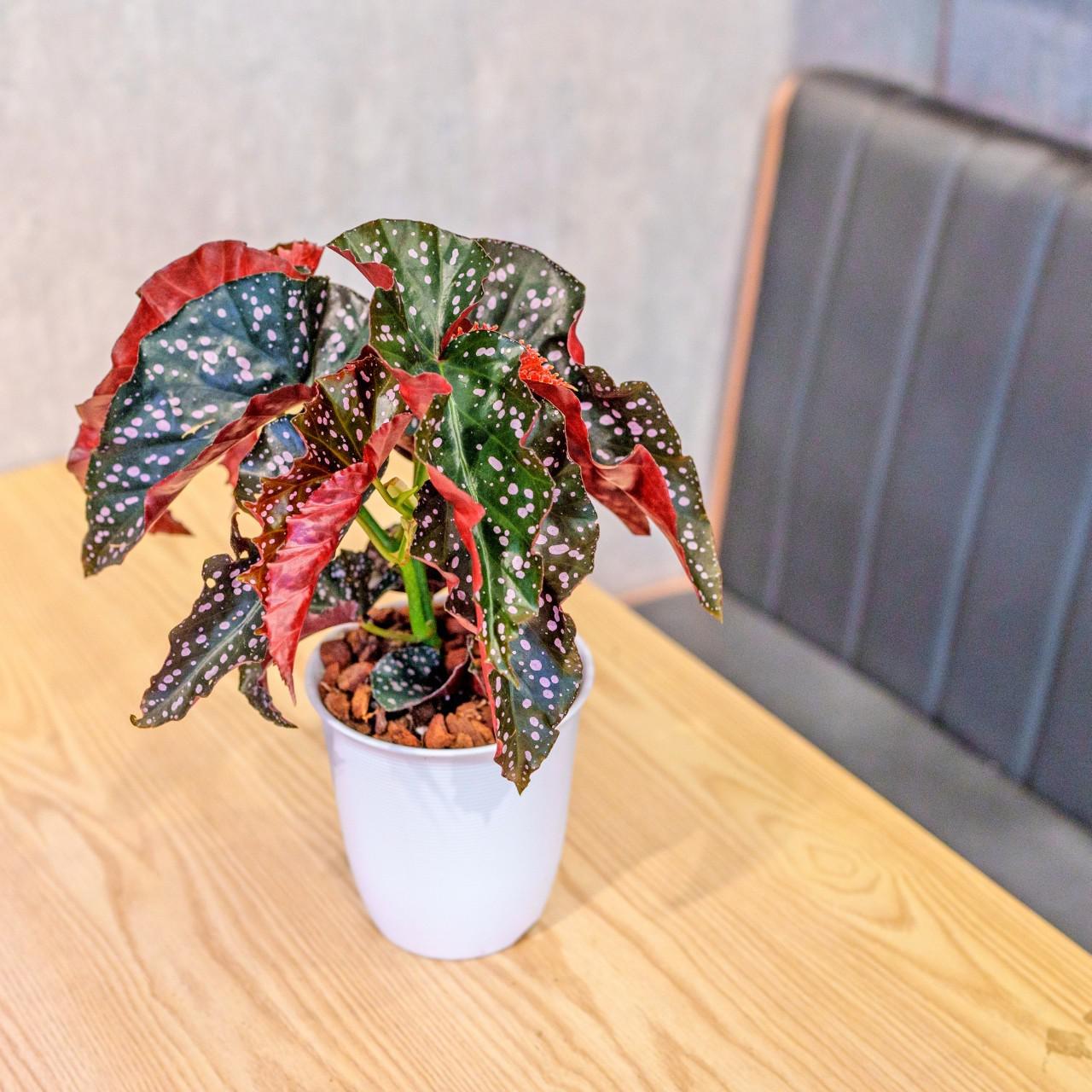 羅西秋海棠  日式塑陶盆 室內植物 觀葉植物 禮物 盆栽 辦公室小物