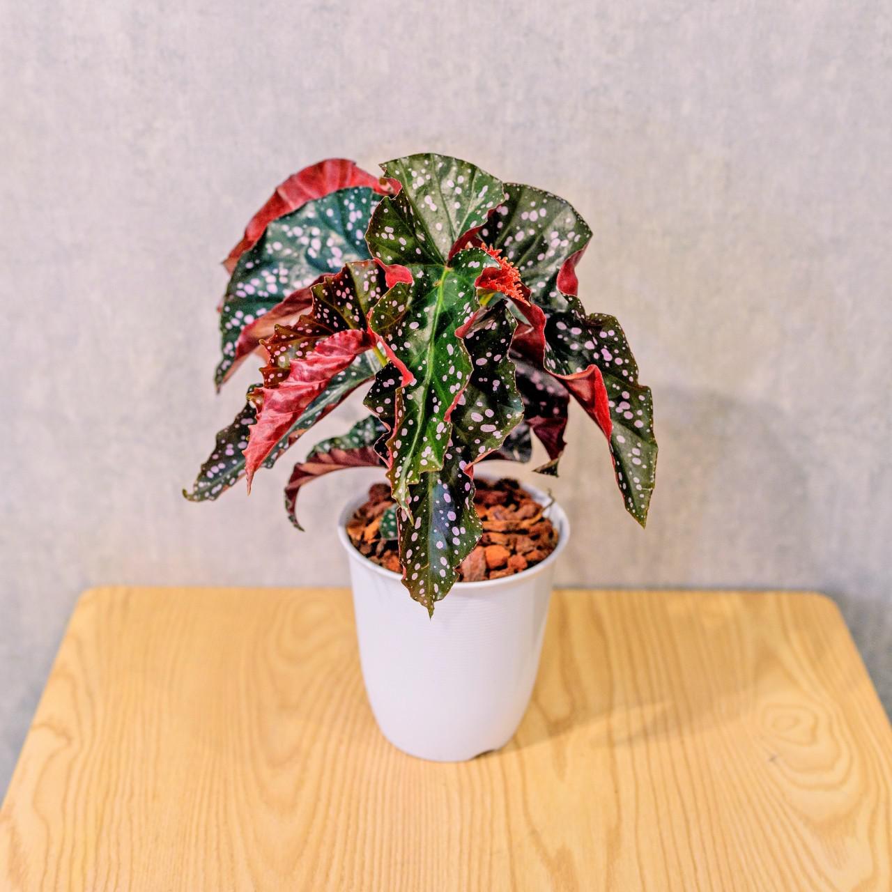 羅西秋海棠  日式塑陶盆 室內植物 觀葉植物 禮物 盆栽 辦公室小物