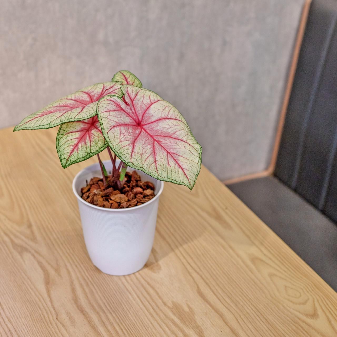 白皇后 彩葉芋 日式塑陶盆 室內植物 觀葉植物 禮物 盆栽 辦公室小物