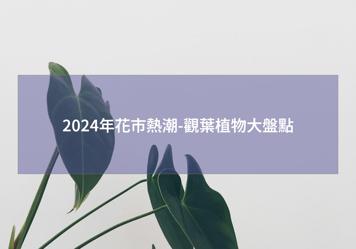 您目前正在查看 2024年花市熱潮-觀葉植物大盤點