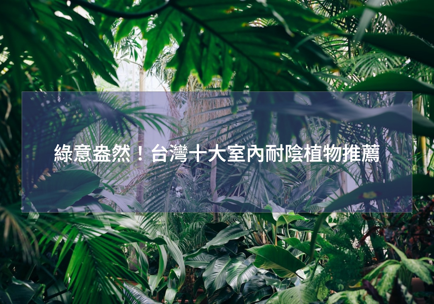 您目前正在查看 綠意盎然！台灣十大室內耐陰植物推薦