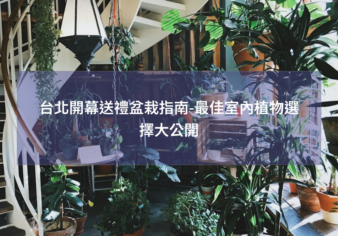 您目前正在查看 台北開幕送禮盆栽指南-最佳室內植物選擇大公開
