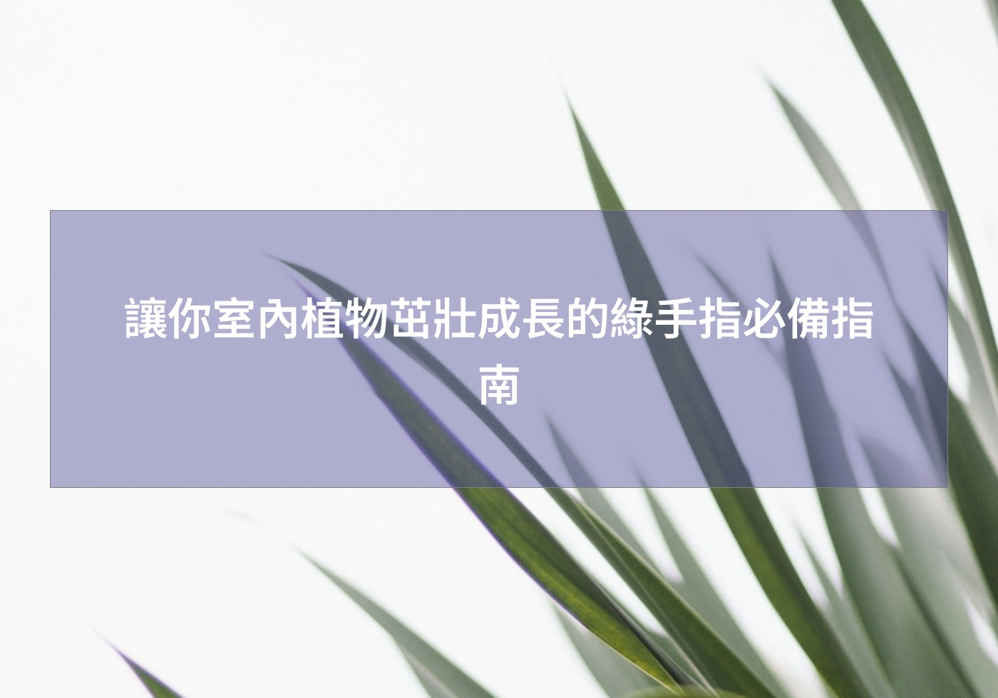 讓你室內植物茁壯成長的綠手指必備指南