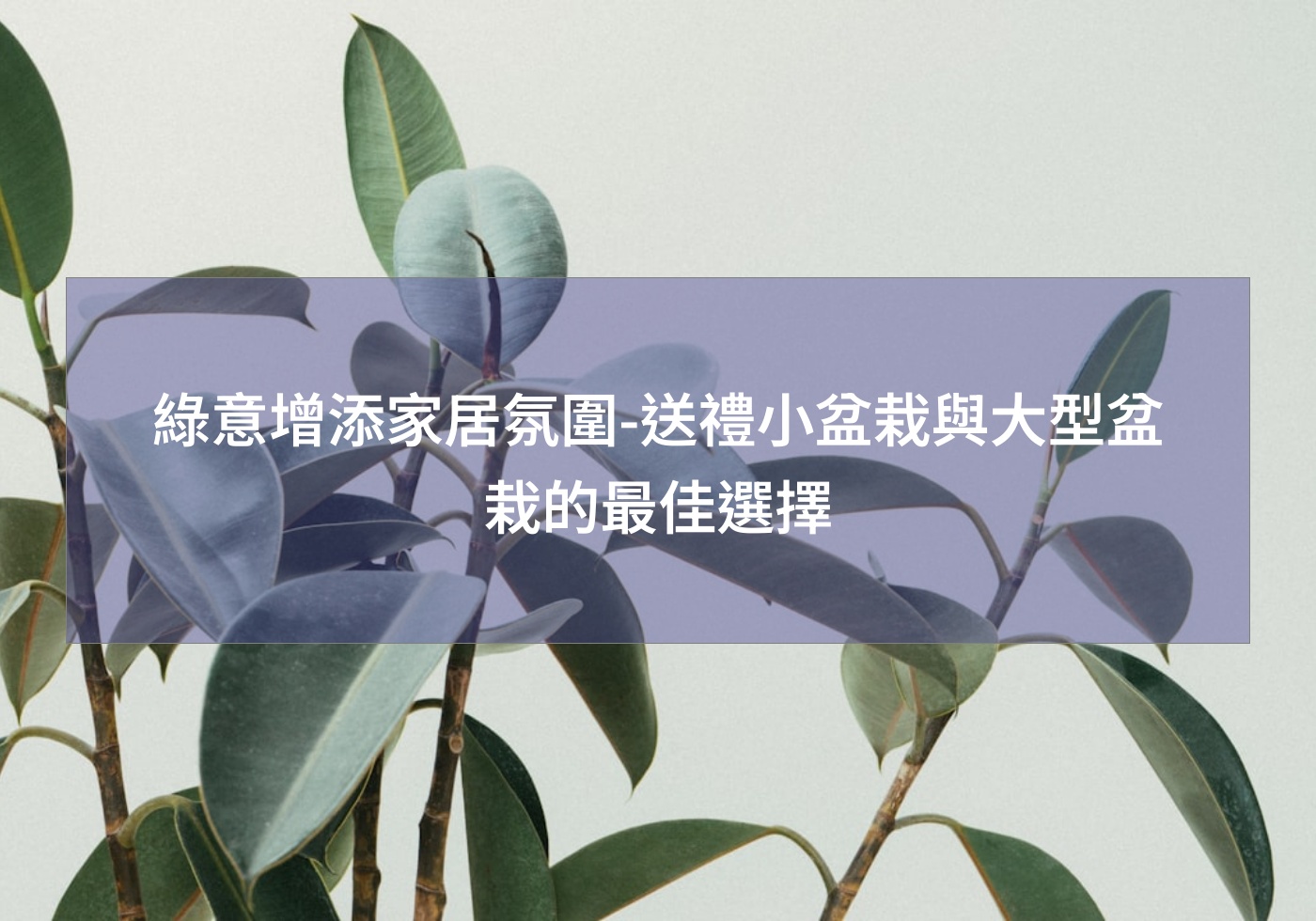閱讀更多文章 綠意增添家居氛圍-送禮小盆栽與大型盆栽的最佳選擇
