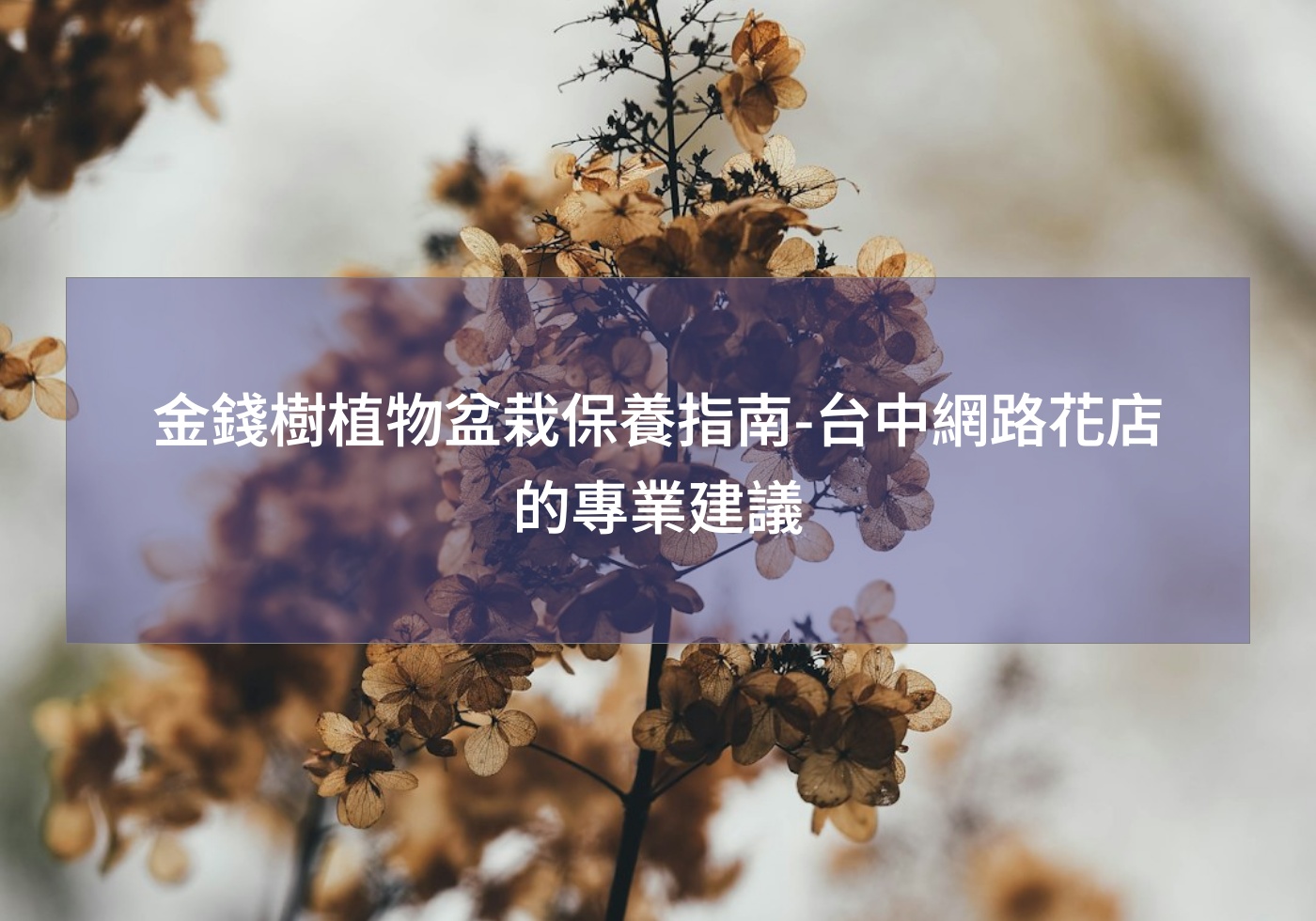 閱讀更多文章 金錢樹植物盆栽保養指南-台中網路花店的專業建議