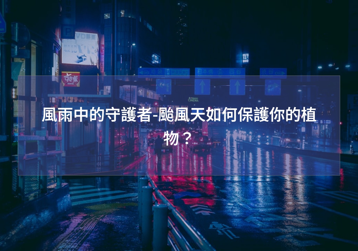 閱讀更多文章 風雨中的守護者-颱風天如何保護你的植物？