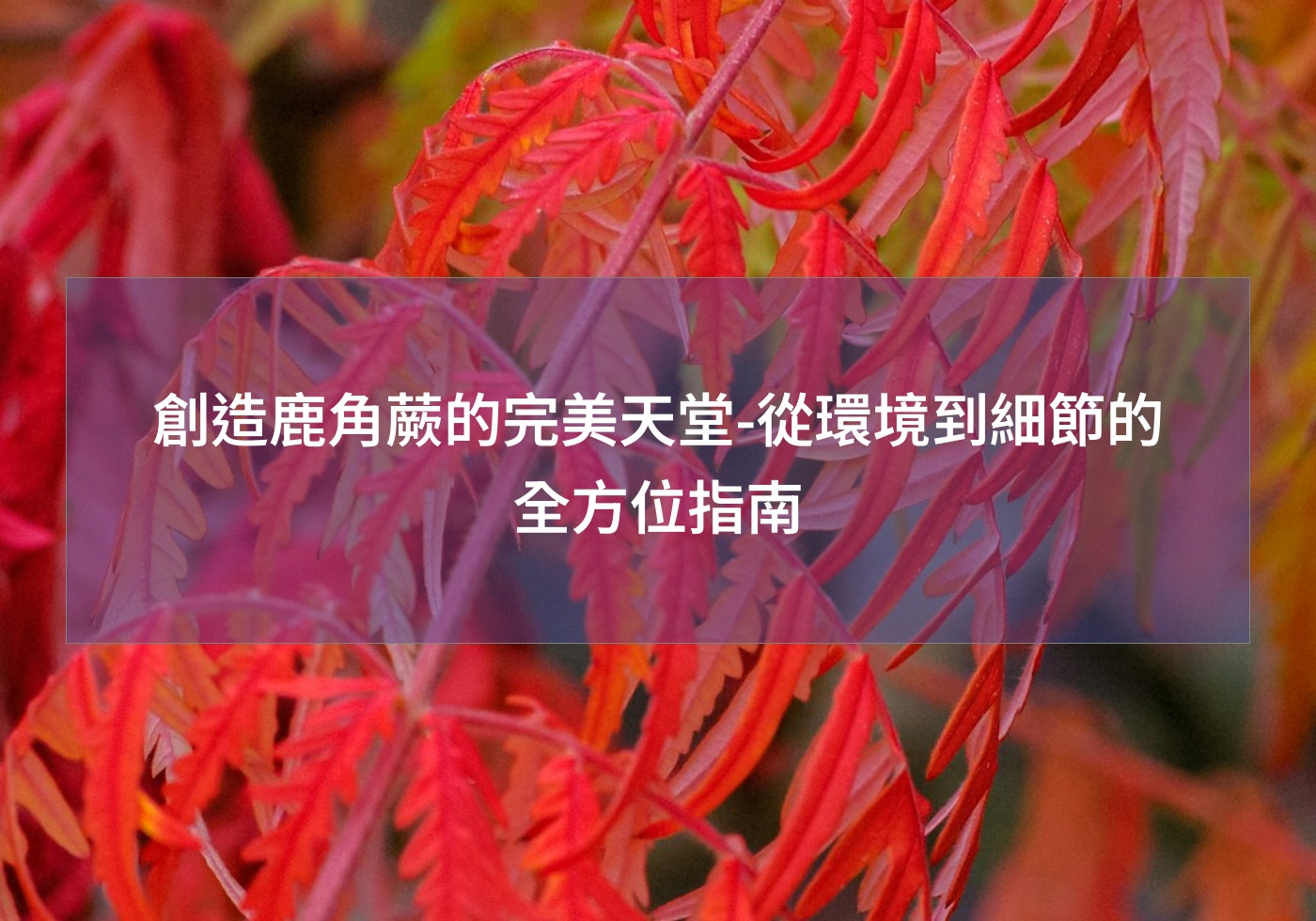 閱讀更多文章 創造鹿角蕨的完美天堂-從環境到細節的全方位指南