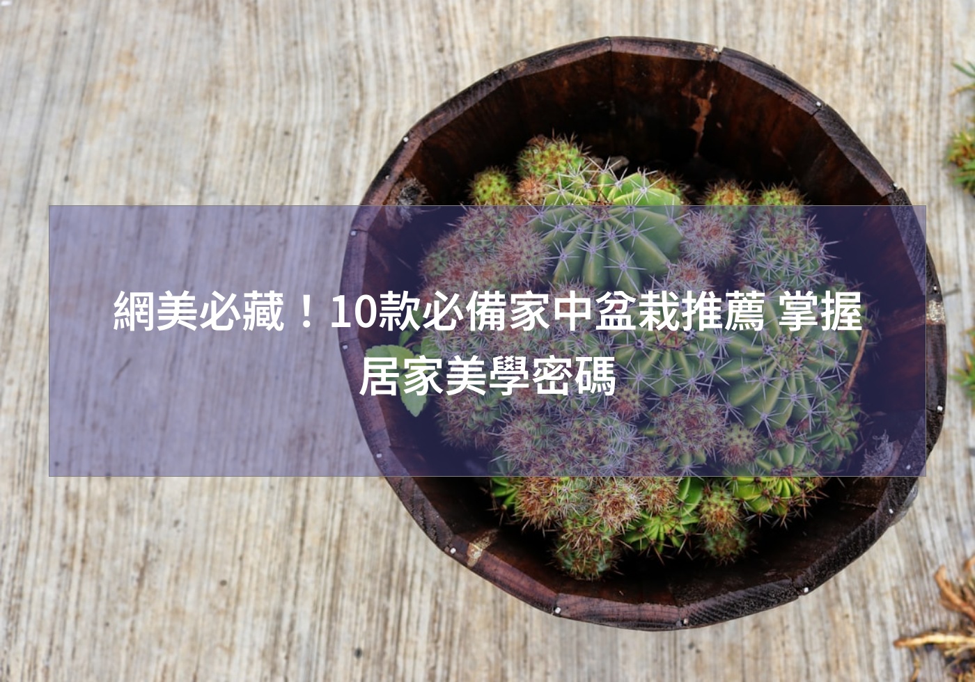網美必藏！10款必備家中盆栽推薦 掌握居家美學密碼