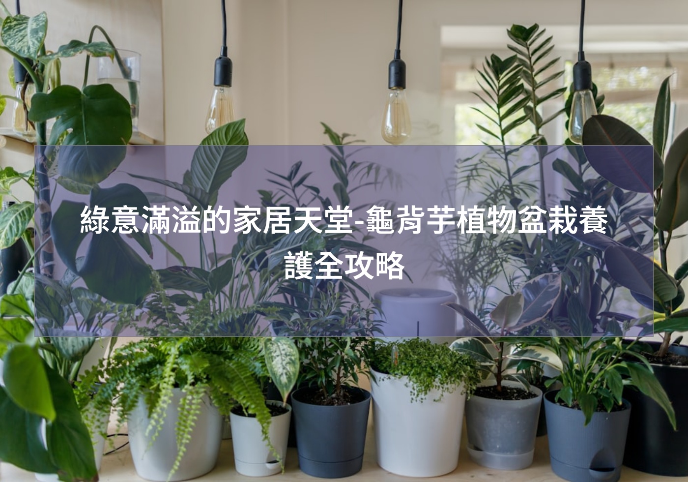 綠意滿溢的家居天堂-龜背芋植物盆栽養護全攻略