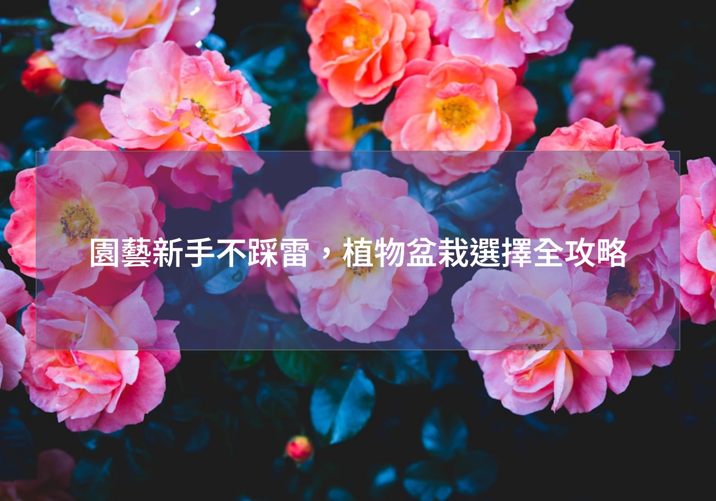 園藝新手不踩雷，植物盆栽選擇全攻略
