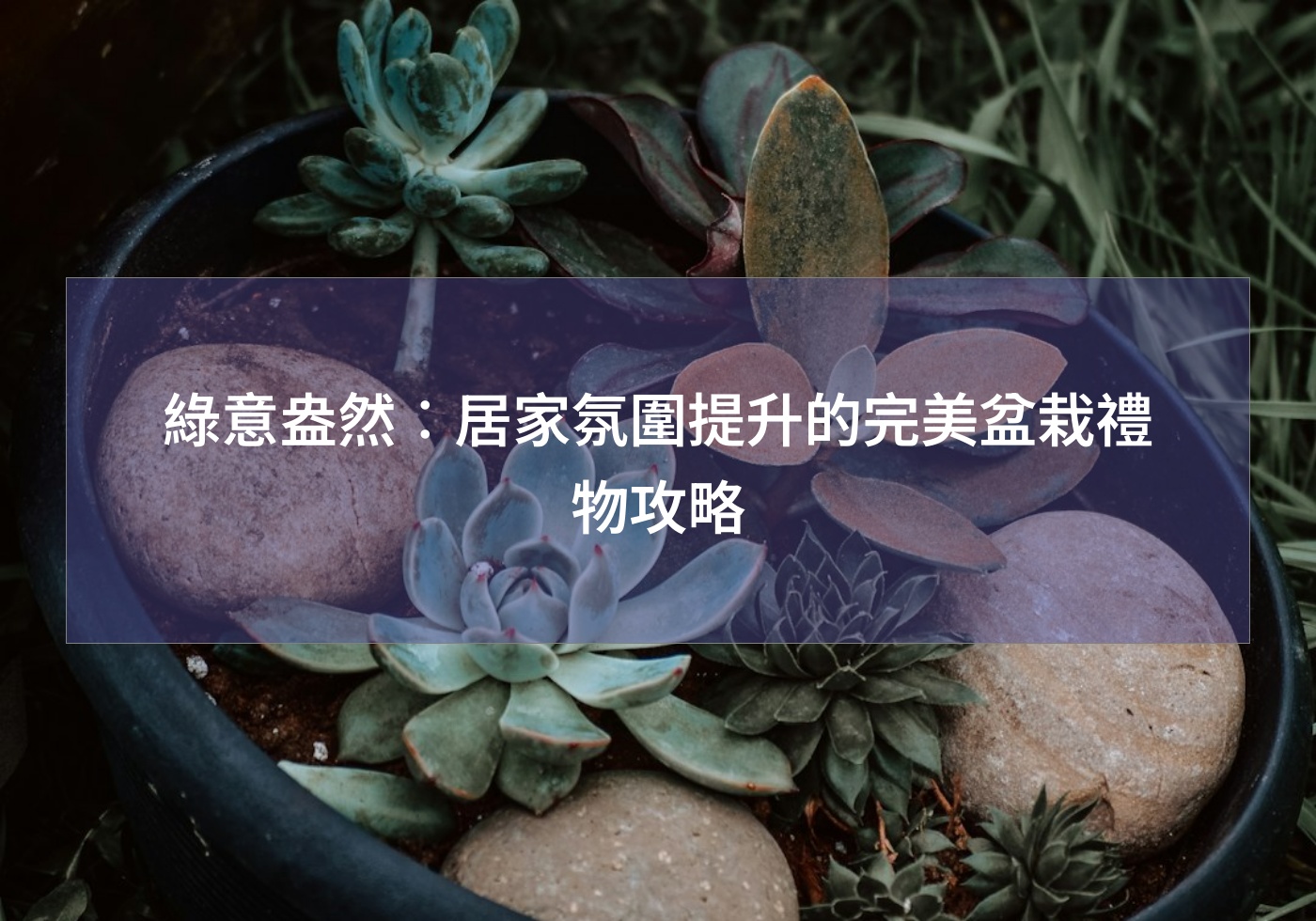 綠意盎然︰居家氛圍提升的完美盆栽禮物攻略