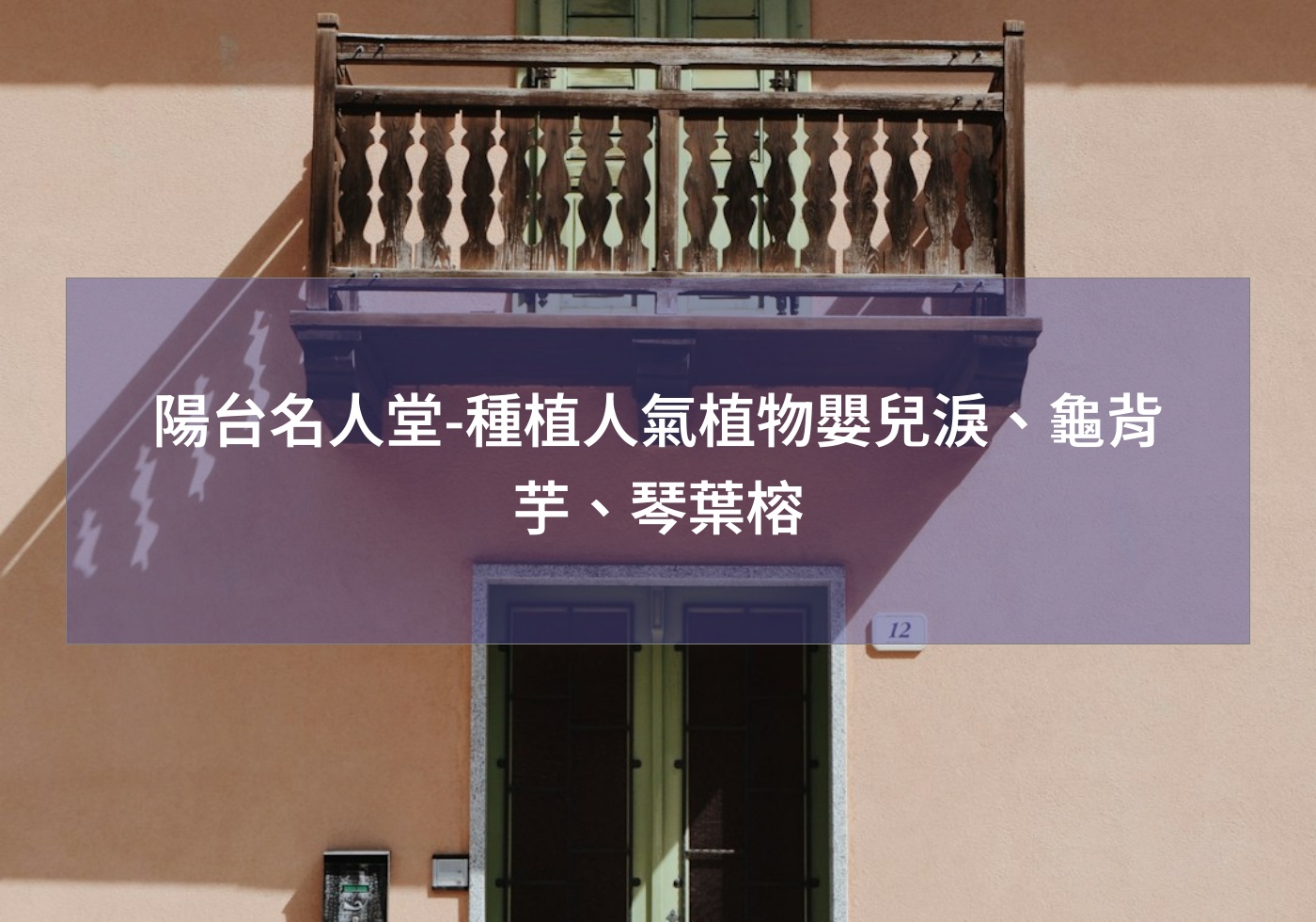陽台名人堂-種植人氣植物嬰兒淚、龜背芋、琴葉榕