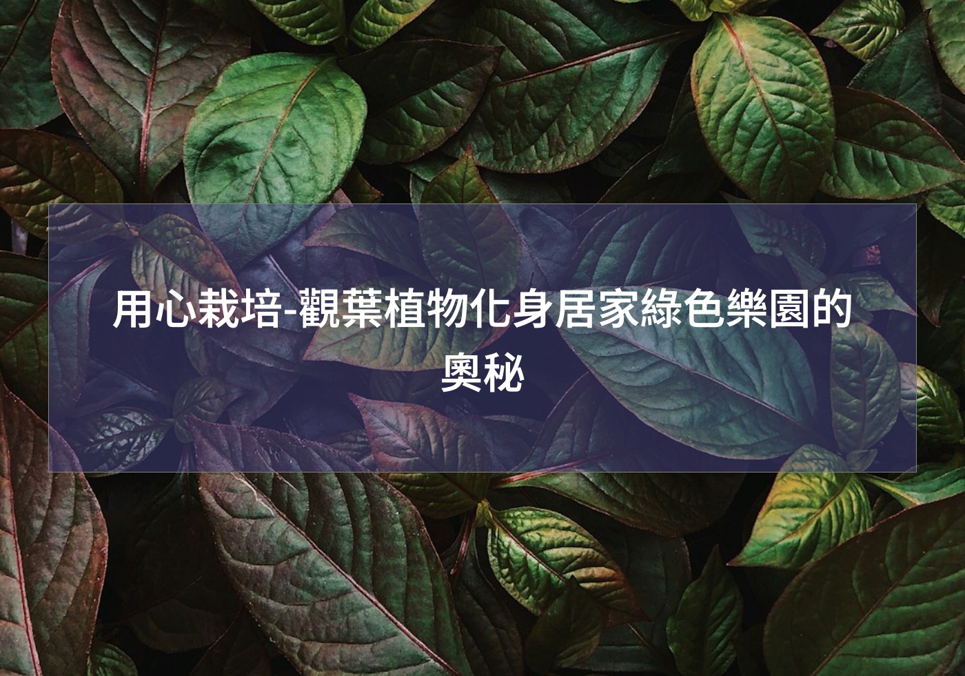 您目前正在查看 用心栽培-觀葉植物化身居家綠色樂園的奧秘