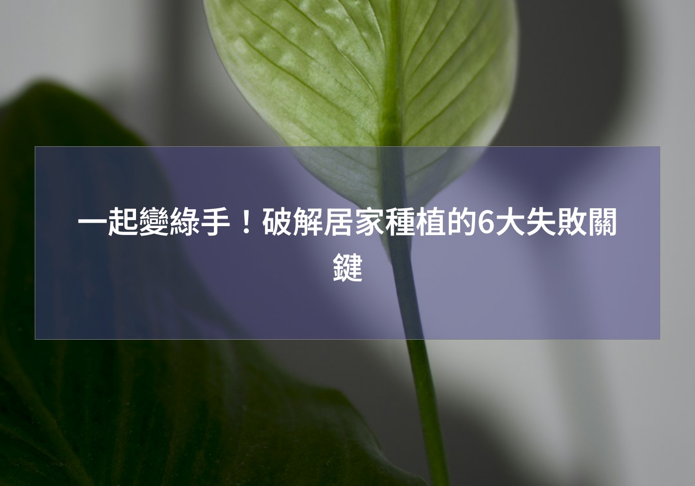 一起變綠手！破解居家種植的6大失敗關鍵