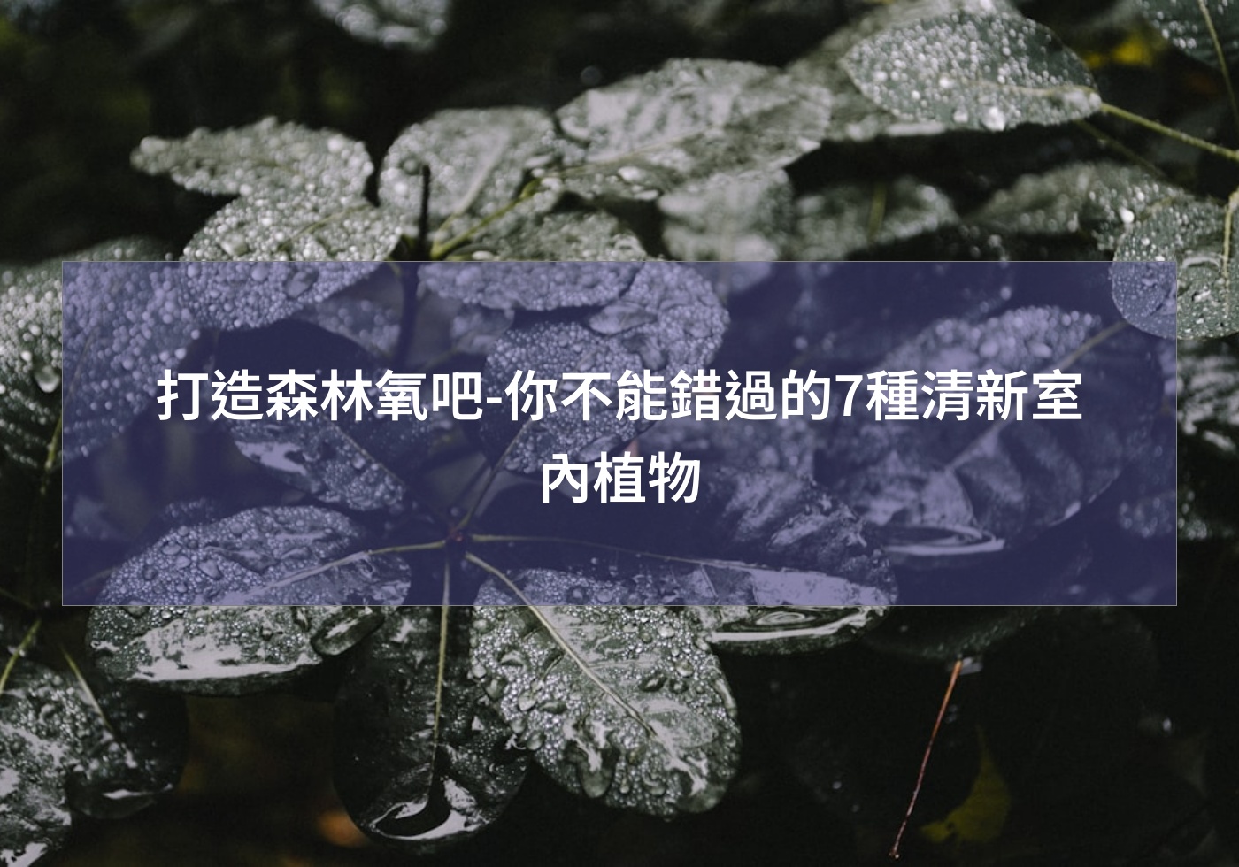 打造森林氧吧-你不能錯過的7種清新室內植物
