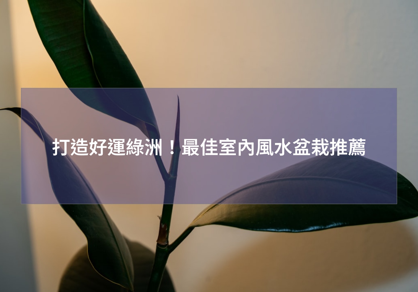 打造好運綠洲！最佳室內風水盆栽推薦