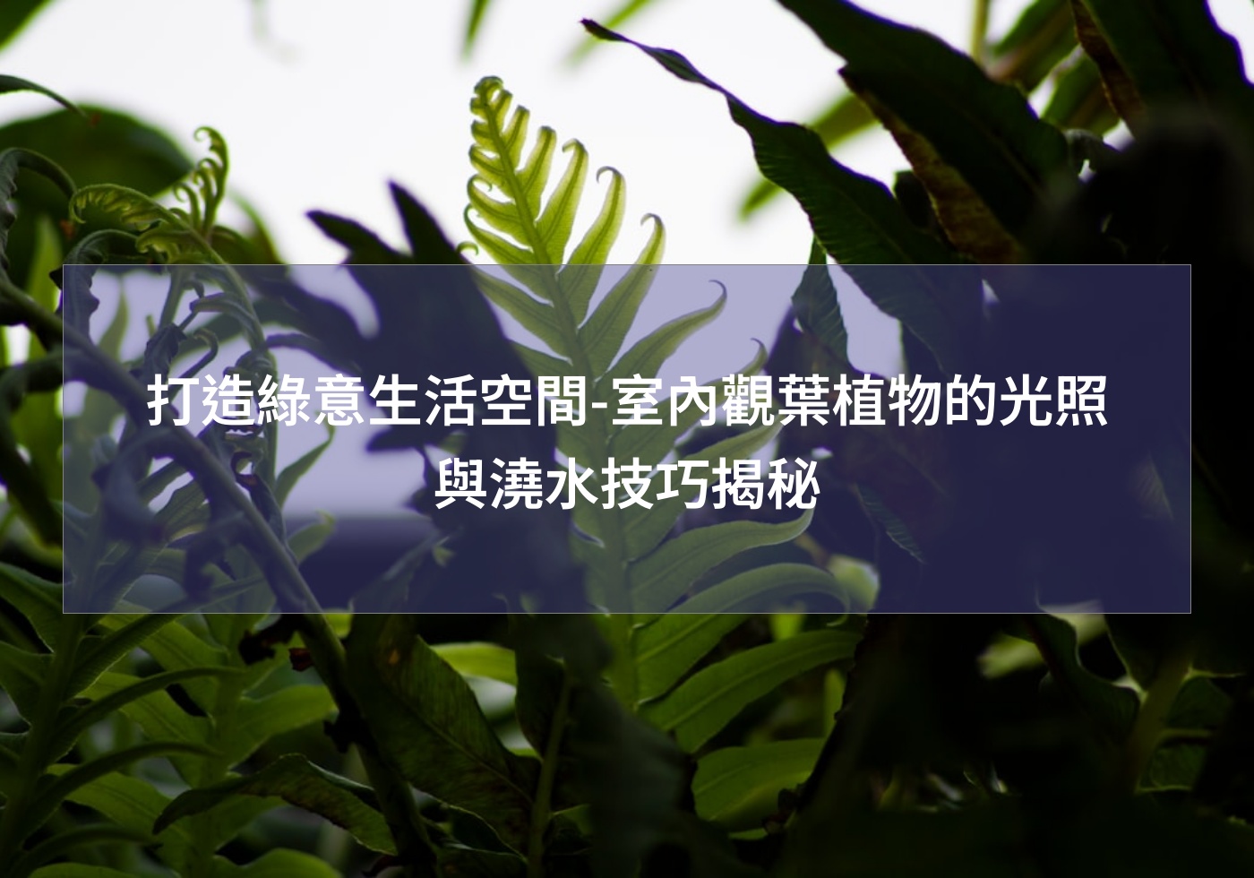 打造綠意生活空間-室內觀葉植物的光照與澆水技巧揭秘