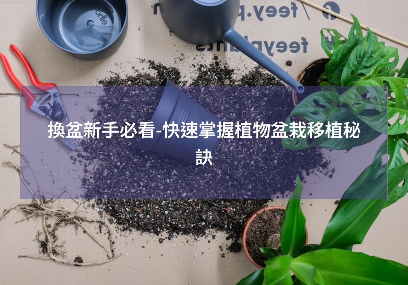 換盆新手必看-快速掌握植物盆栽移植秘訣