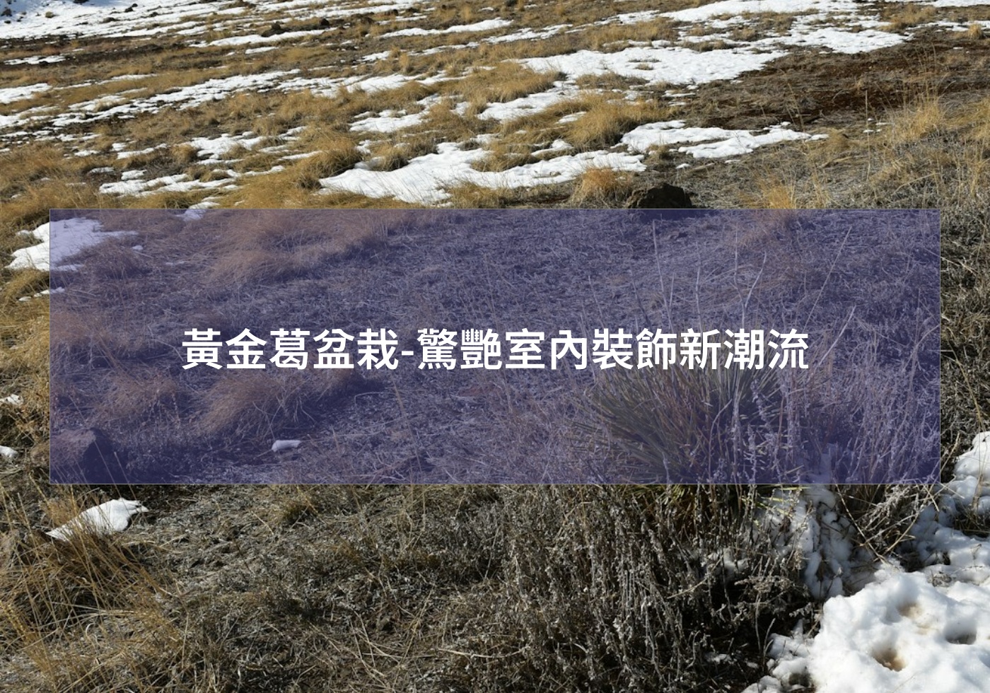 黃金葛盆栽-驚艷室內裝飾新潮流