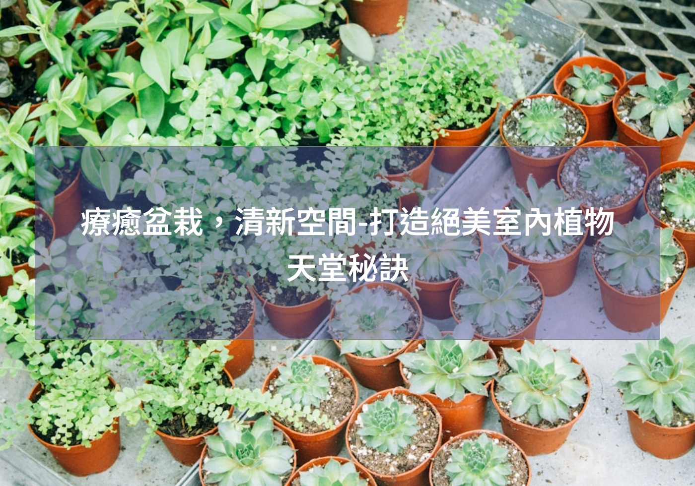 療癒盆栽，清新空間-打造絕美室內植物天堂秘訣