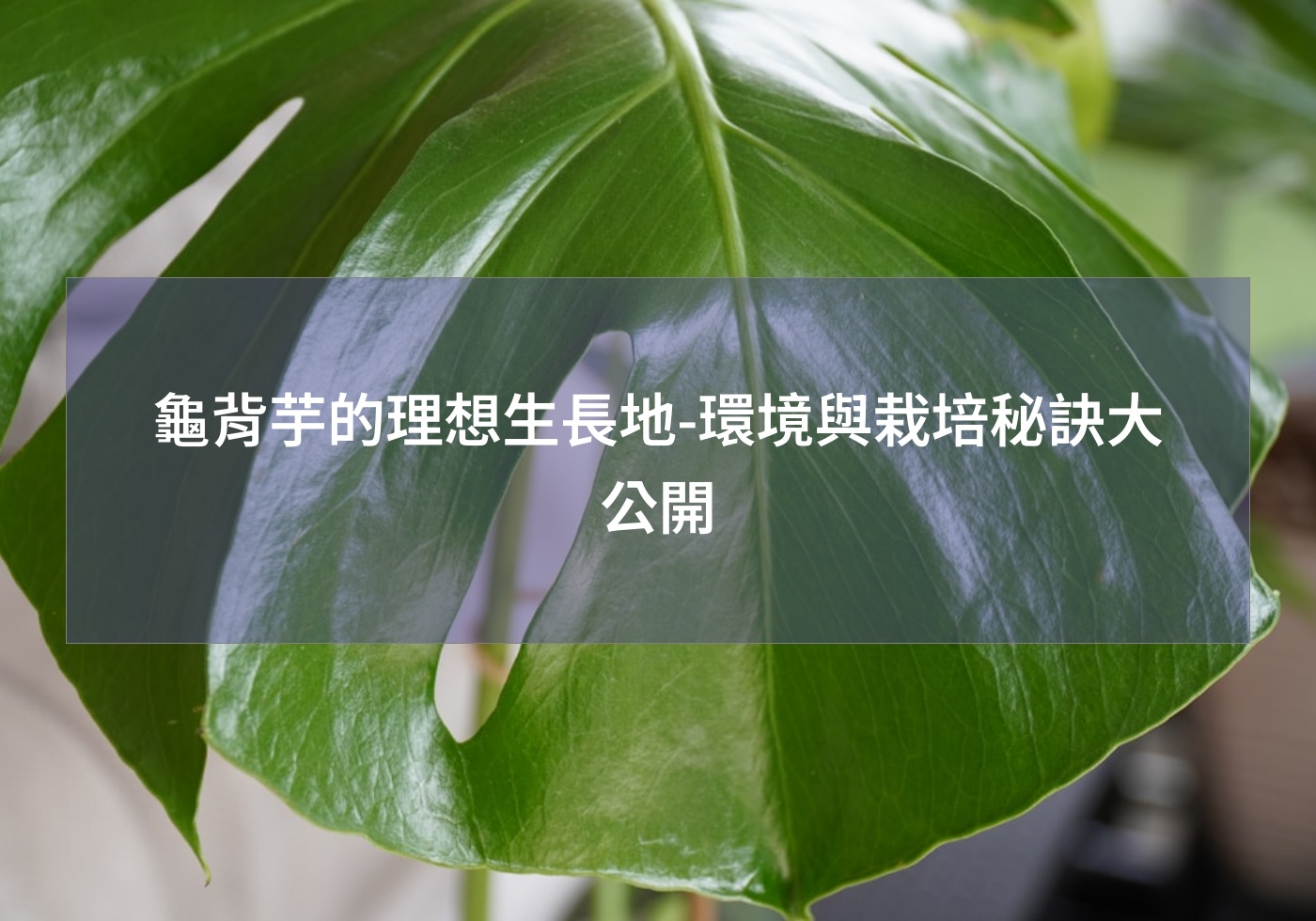 閱讀更多文章 龜背芋的理想生長地-環境與栽培秘訣大公開