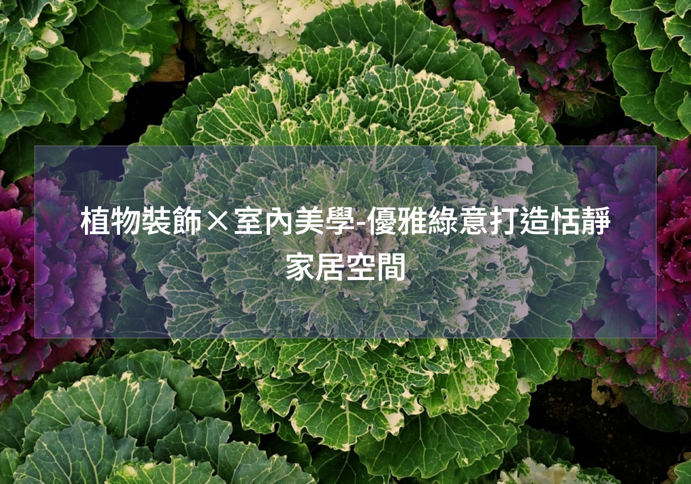 閱讀更多文章 植物裝飾×室內美學-優雅綠意打造恬靜家居空間