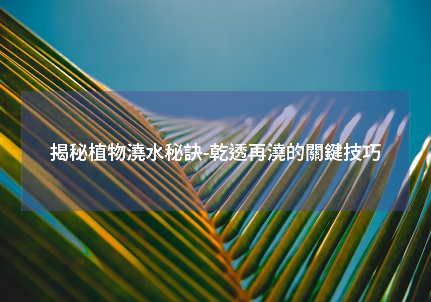 閱讀更多文章 揭秘植物澆水秘訣-乾透再澆的關鍵技巧