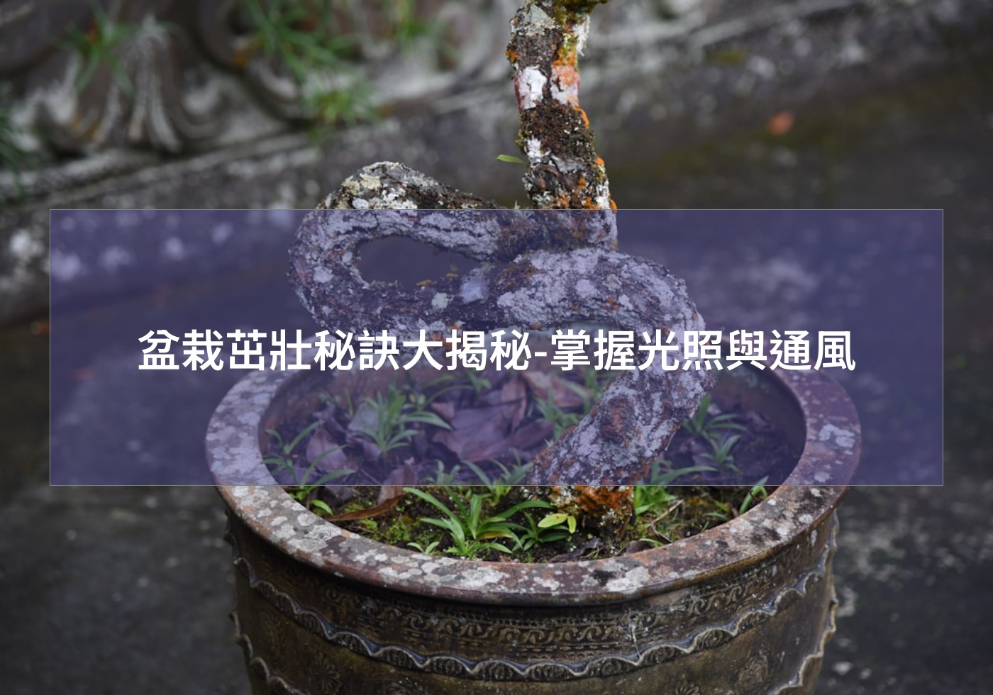 盆栽茁壯秘訣大揭秘-掌握光照與通風
