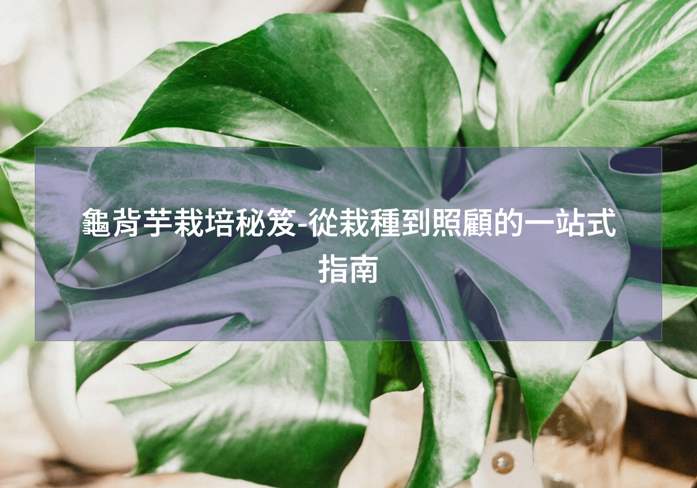 閱讀更多文章 龜背芋栽培秘笈-從栽種到照顧的一站式指南
