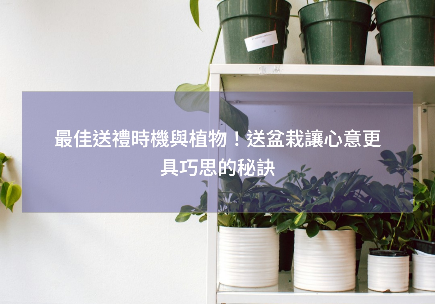 最佳送禮時機與植物！送盆栽讓心意更具巧思的秘訣