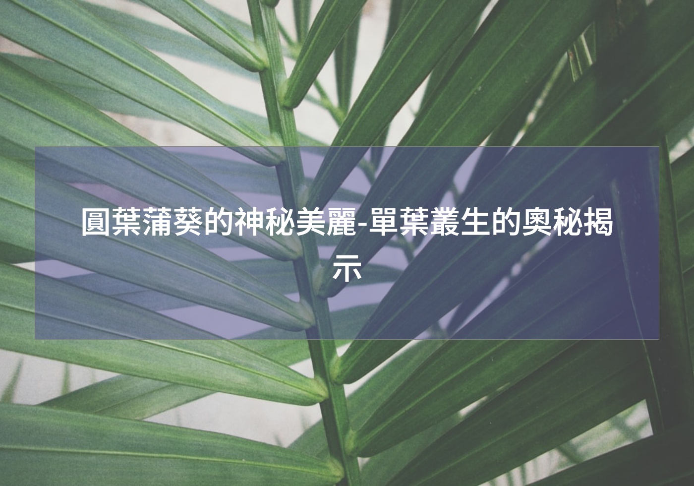 圓葉蒲葵的神秘美麗-單葉叢生的奧秘揭示