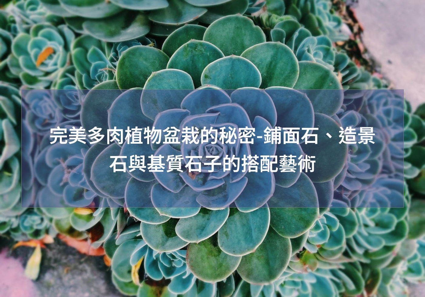 完美多肉植物盆栽的秘密-鋪面石、造景石與基質石子的搭配藝術