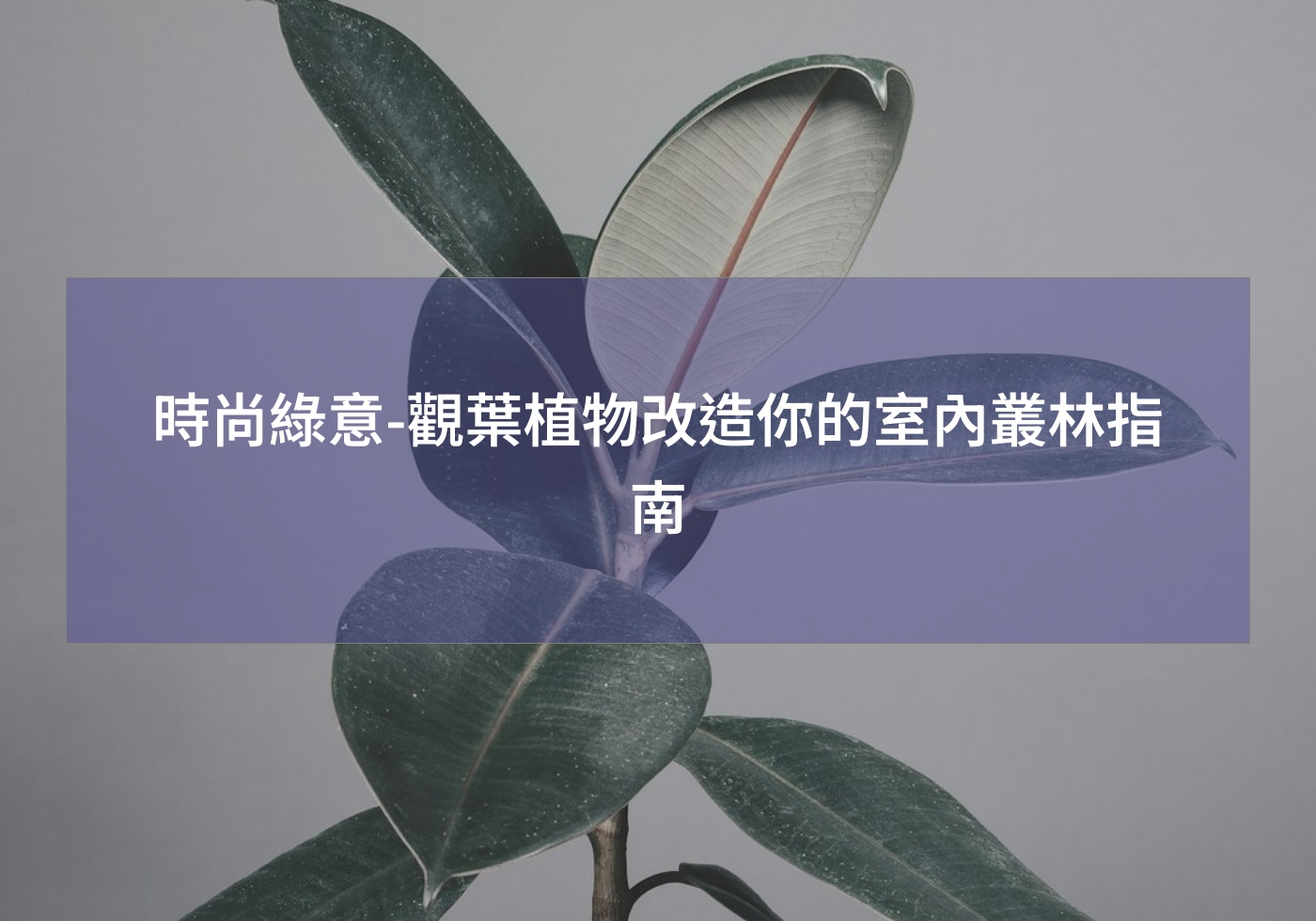 時尚綠意-觀葉植物改造你的室內叢林指南