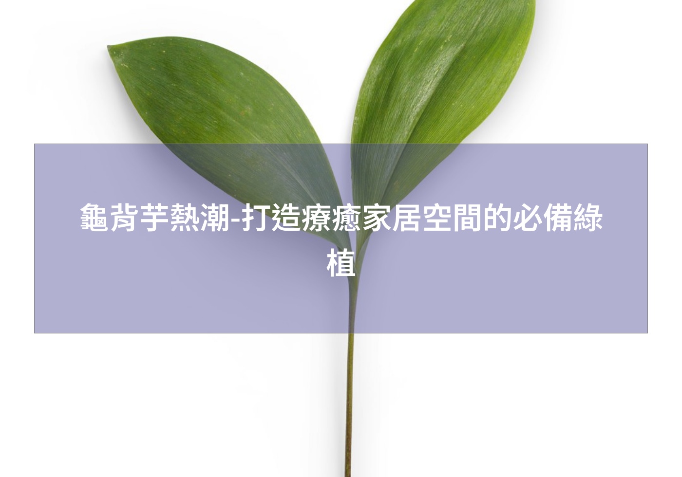 龜背芋熱潮-打造療癒家居空間的必備綠植