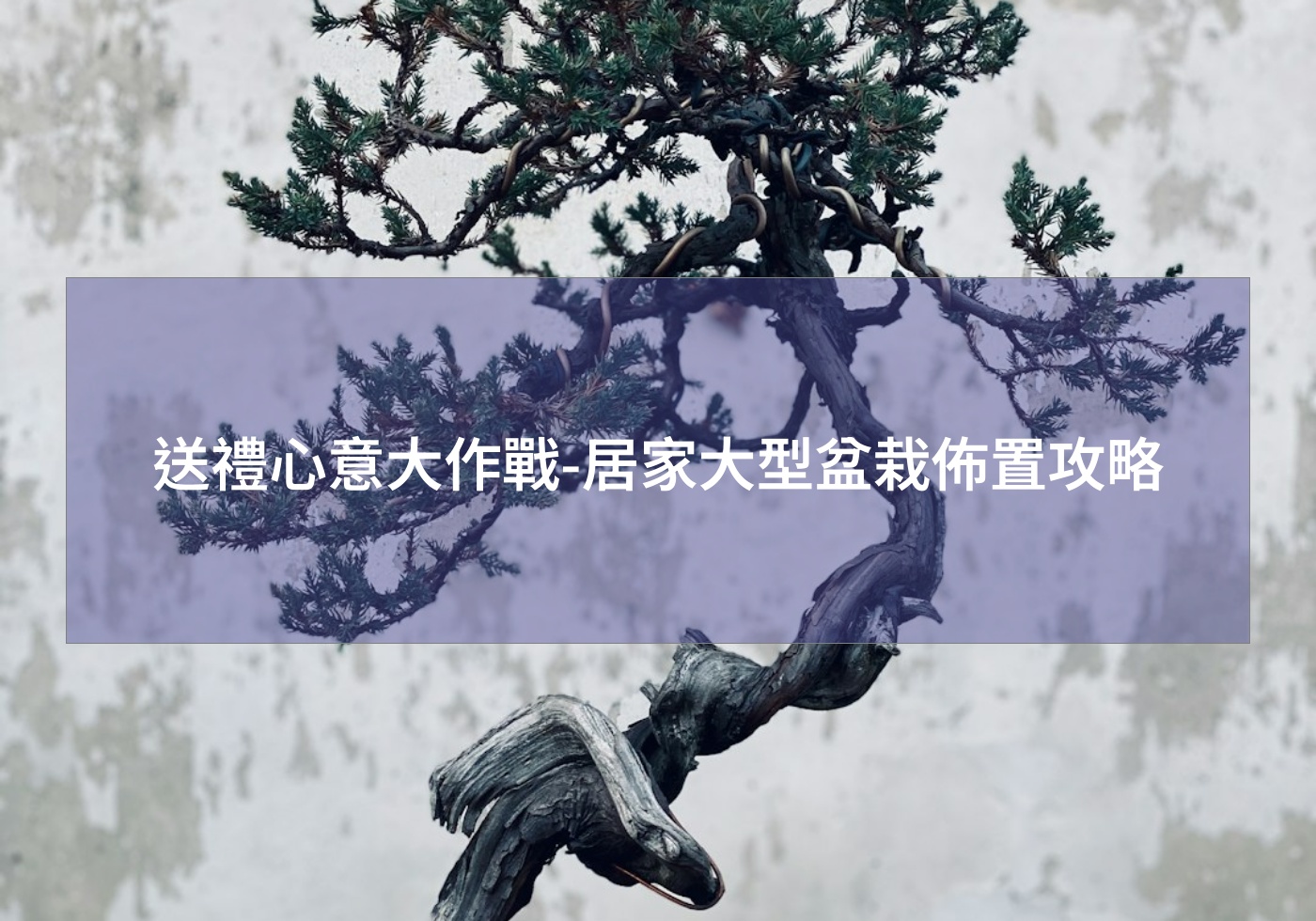 送禮心意大作戰-居家大型盆栽佈置攻略