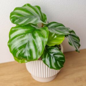 白蘋果竹芋 直條紋水泥盆栽  辦公室植栽 開幕送禮 喬遷禮物 桌上型室內植物推薦
