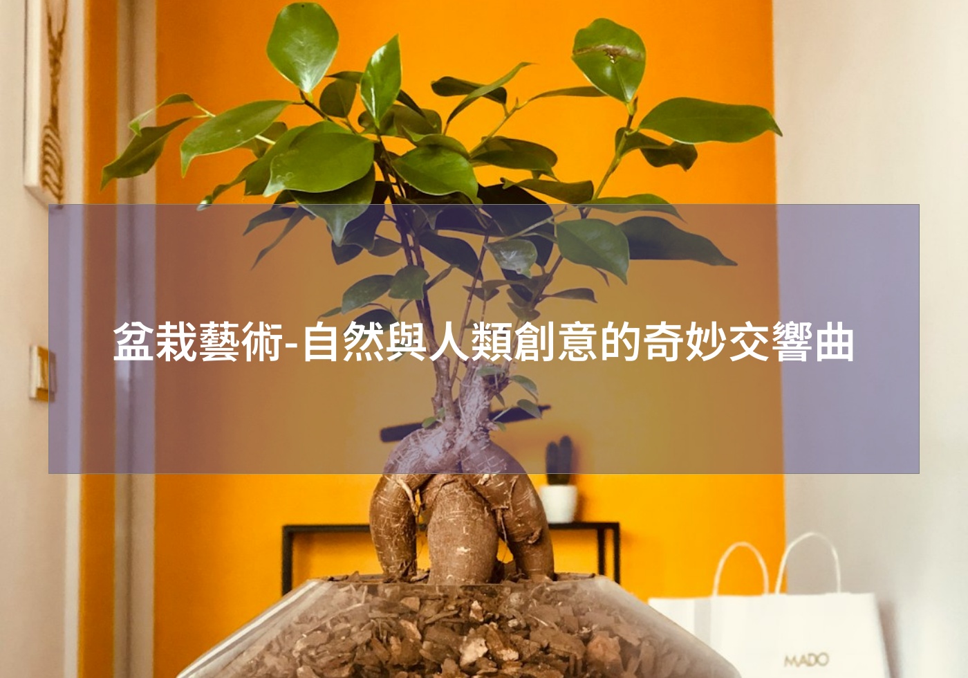 盆栽藝術-自然與人類創意的奇妙交響曲
