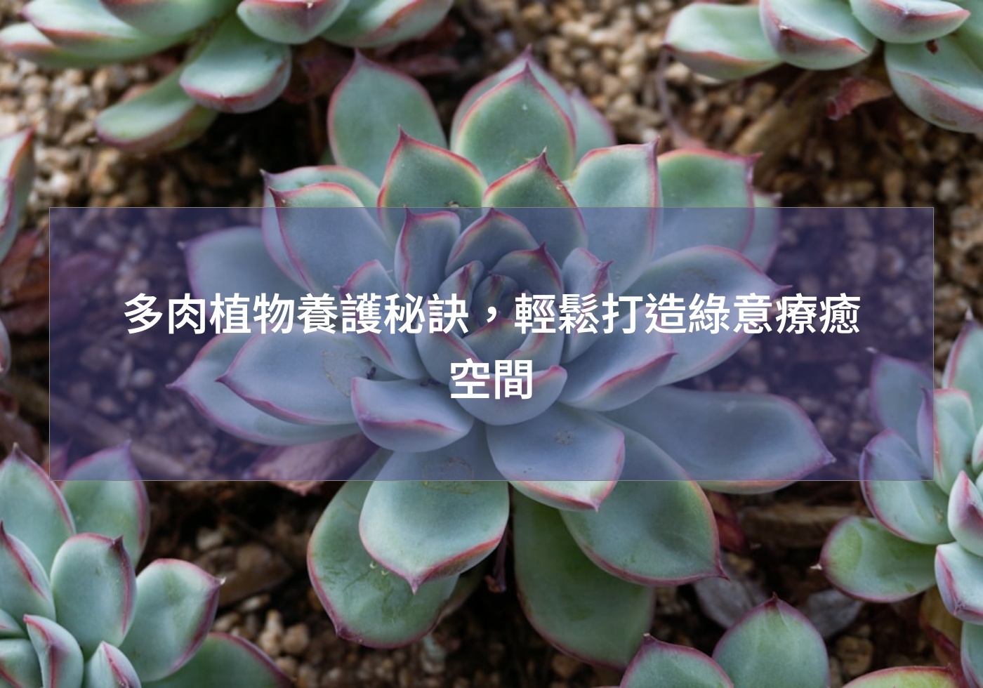 閱讀更多文章 多肉植物養護秘訣，輕鬆打造綠意療癒空間