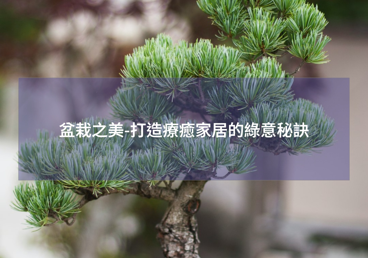 閱讀更多文章 盆栽之美-打造療癒家居的綠意秘訣