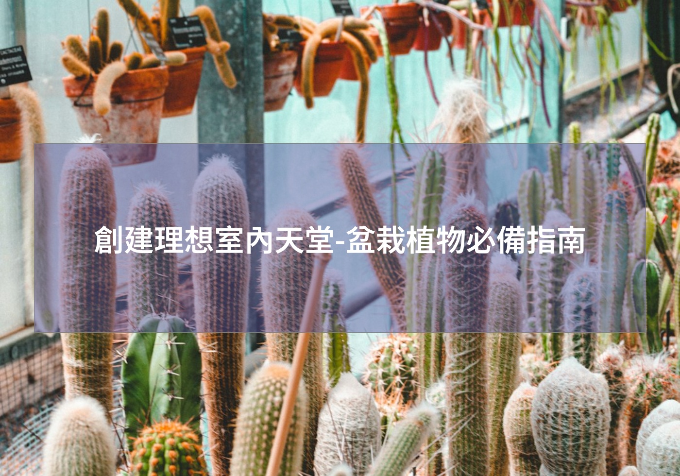 閱讀更多文章 創建理想室內天堂-盆栽植物必備指南