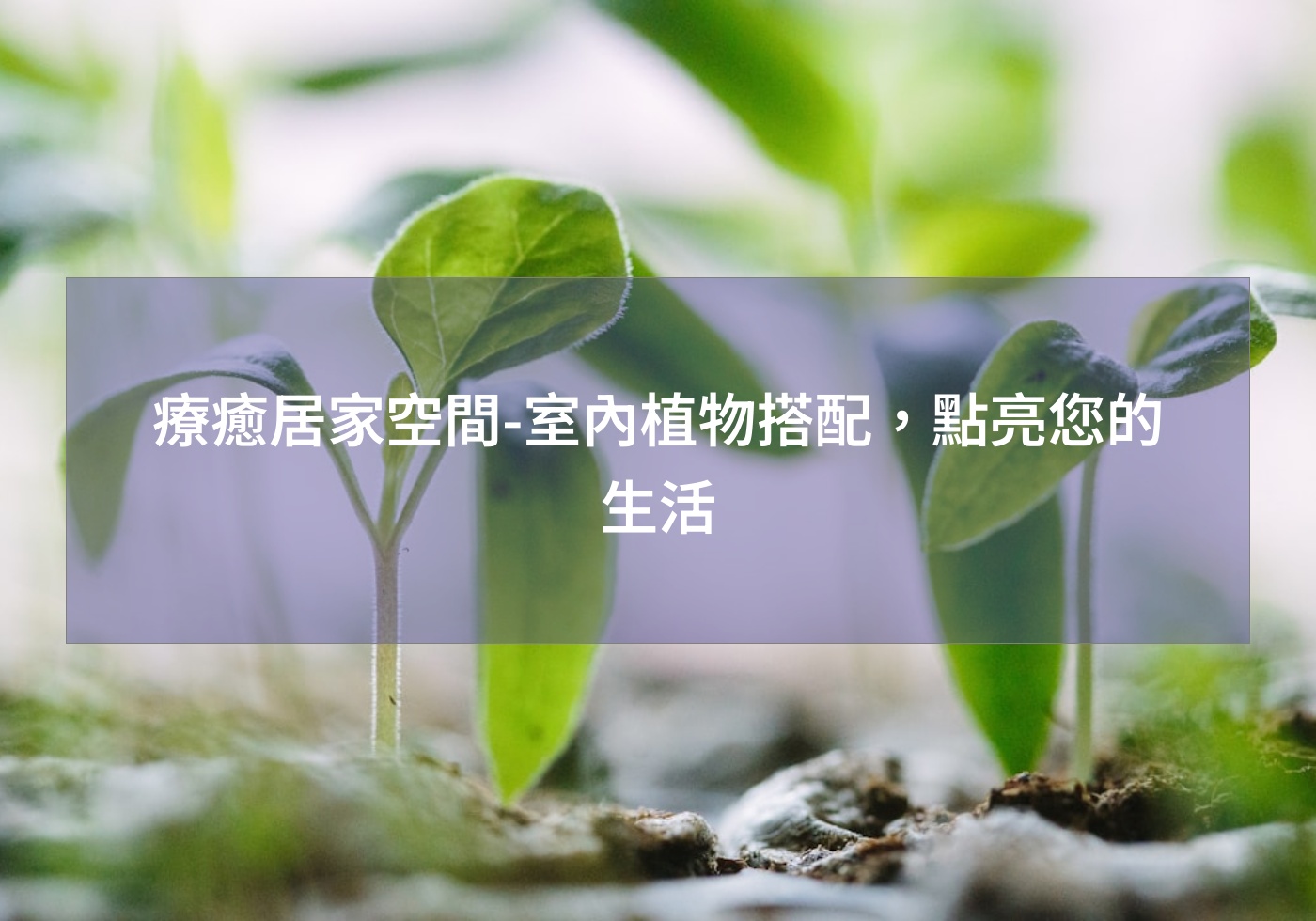 閱讀更多文章 療癒居家空間-室內植物搭配，點亮您的生活