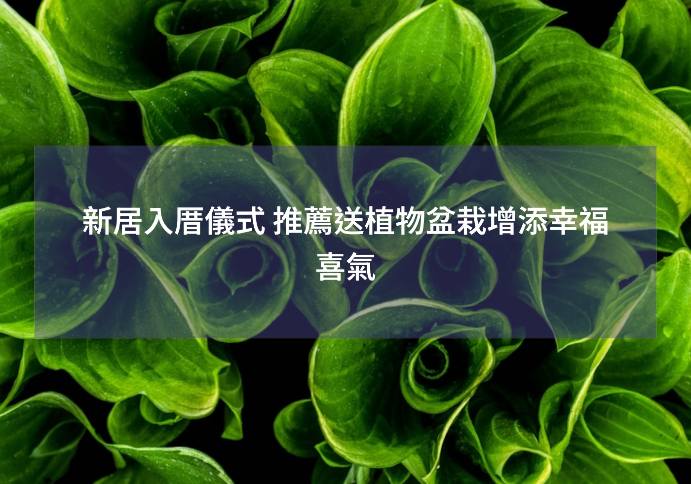 閱讀更多文章 新居入厝儀式 推薦送植物盆栽增添幸福喜氣