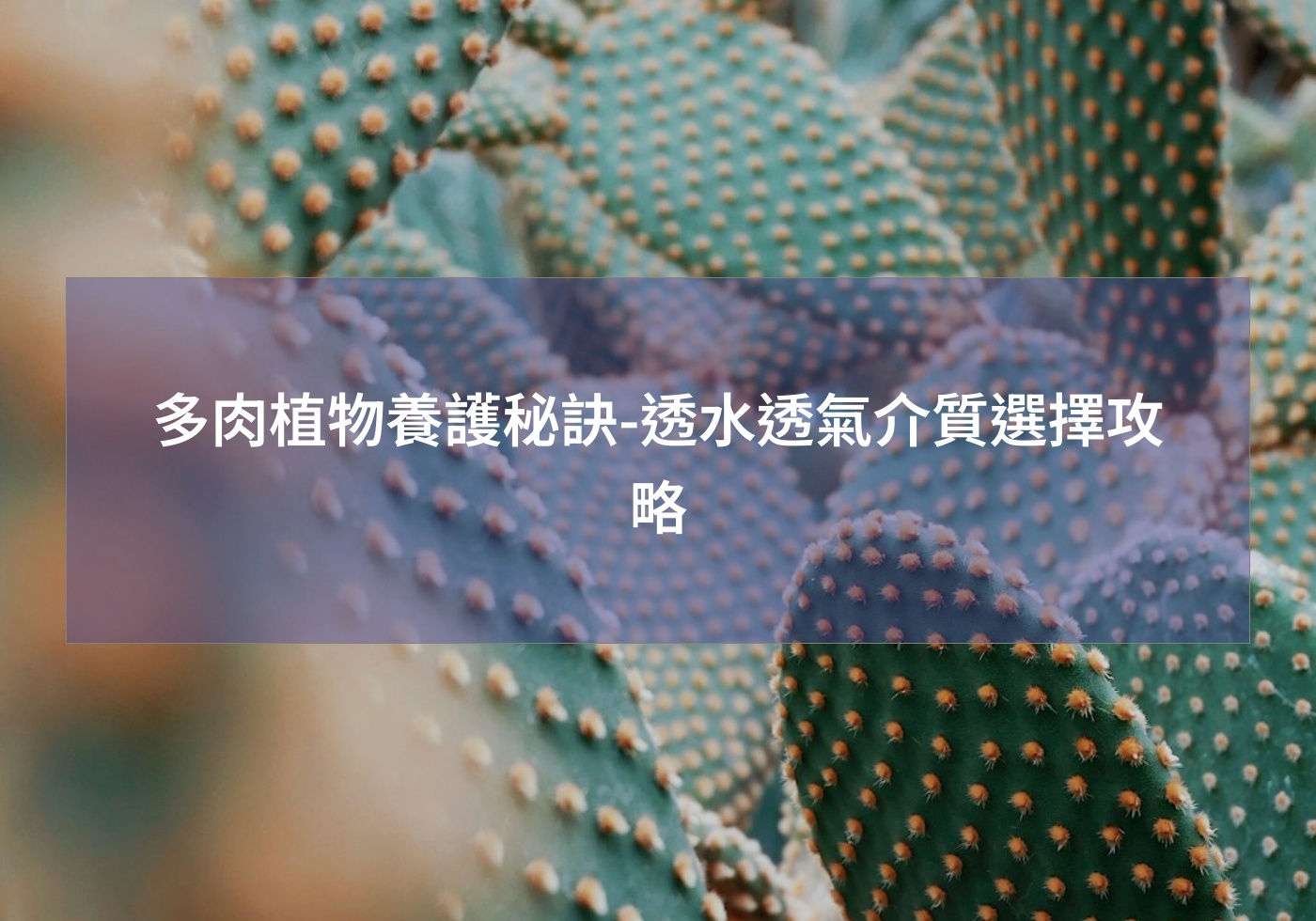 您目前正在查看 多肉植物養護秘訣-透水透氣介質選擇攻略